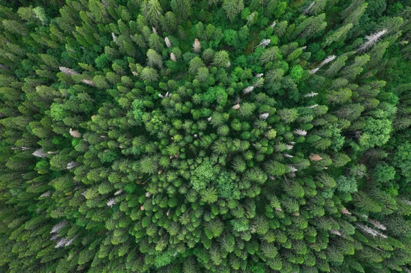 Vista Aerea Dall Alto Alberi Verdi Estivi Nella Foresta Russia — Foto Stock