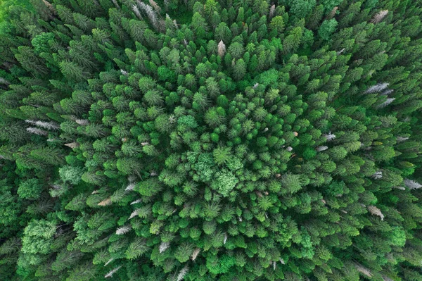 Vista Aerea Dall Alto Alberi Verdi Estivi Nella Foresta Nella — Foto Stock