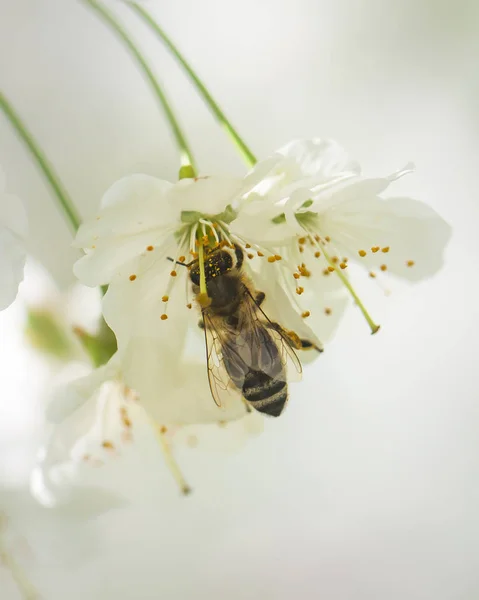 Abelha Trabalhando Árvore Detalhe — Fotografia de Stock