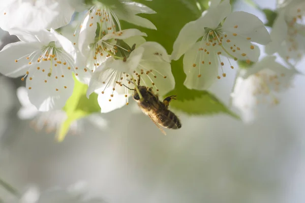 Abeille Travail Sur Arbre — Photo