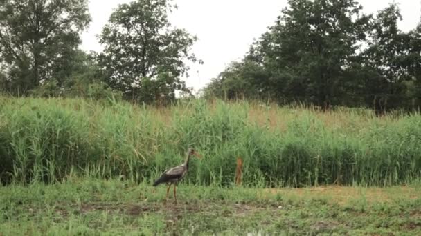 Ptak żurawia przechodzi przez trawę i zabiera — Wideo stockowe