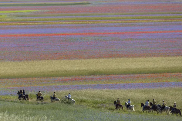 Castelluccio di Norcia, İtalya - Temmuz 2020: yaz aylarında renkli mercimek tarlaları boyunca yürüyüş ve at binme