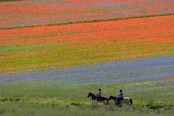 Castelluccio di Norcia, İtalya - Temmuz 2020: Bahar ve yaz bu güzel dağlık alanda at binmek ve yürüyüş yapmak için mükemmeldir