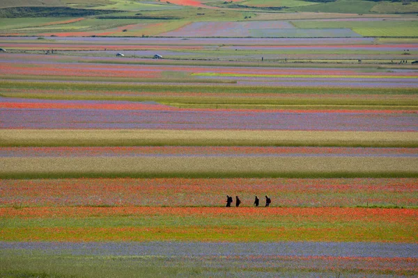 Castelluccio di Norcia, İtalya - Temmuz 2020: mercimek, haşhaş ve çiçek renkleriyle dolu güzel bir vadi