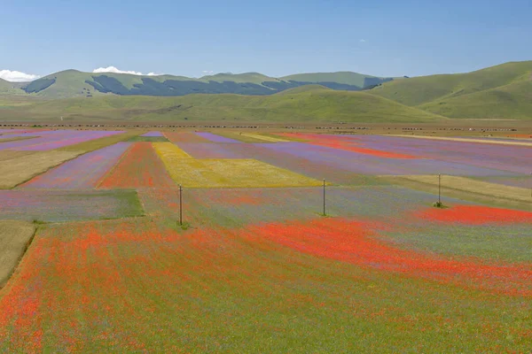 Castelluccio di Norcia, İtalya - Temmuz 2020: kasaba ve renkli mercimek tarlaları açık hava turizmi için mükemmel bir yer