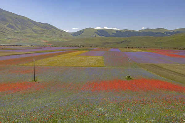 Castelluccio di Norcia, İtalya - Temmuz 2020: Haşhaş ve çiçek gibi renkli otlarla mercimek tarımı