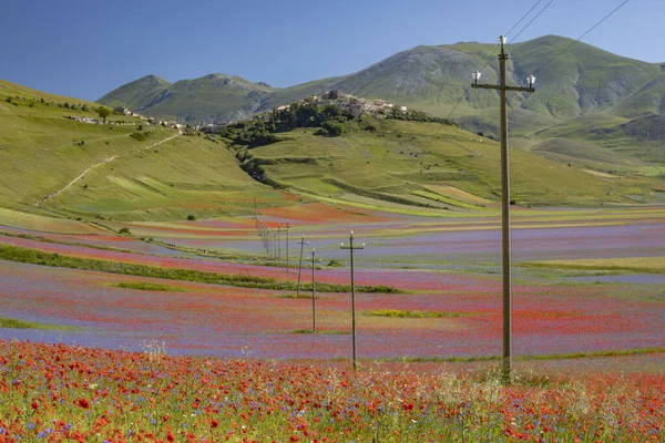 Castelluccio di Norcia, İtalya - Temmuz 2020: mercimek, haşhaş ve çiçek rengi patlaması