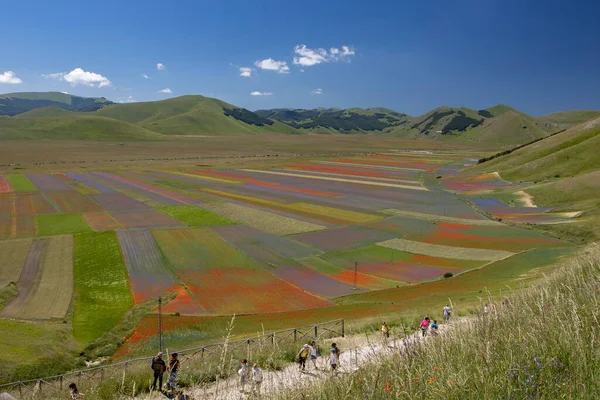 Castelluccio di Norcia, İtalya - Temmuz 2020: Mercimek çiçekleri dünya çapında turistleri cezbetti