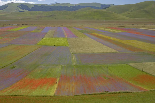 Castelluccio di Norcia, İtalya - Temmuz 2020: Mercimek çiçekleri yazın da gelincik ve çiçek renkleriyle patlar