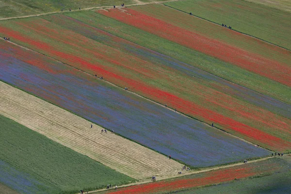 Castelluccio di Norcia, İtalya - Temmuz 2020: mercimek yetiştirmenin bu eşsiz yolu gelincikler ve mısır çiçekleri gibi otların bize kırmızı ve saflığın tüm bu tonlarını veren renklerde patlamasına izin verir.