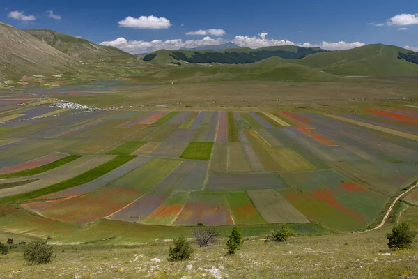 Castelluccio di Norcia, İtalya - Temmuz 2020: üst yolda yürürken aşağıdaki renkli vadiye hayran olmak mümkündür