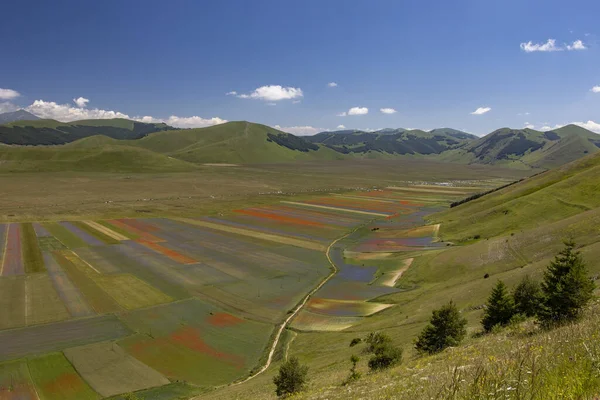 Castelluccio di Norcia, İtalya - Temmuz 2020: Mercimek çiçekleri yazı boyunca yukarıdan görüntü. Sarı, kırmızılı gelincikler ve mor çiçekli gelincikler.