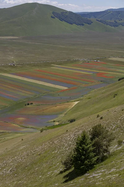 Castelluccio di Norcia, İtalya - Temmuz 2020: Mercimek çiçekleri sırasında yukarıdan vadi
