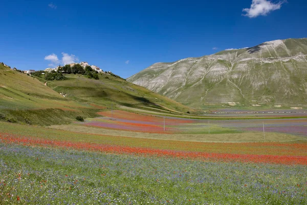 Castelluccio di Norcia, İtalya - Temmuz 2020: kasabanın altındaki vadide çiçek açma