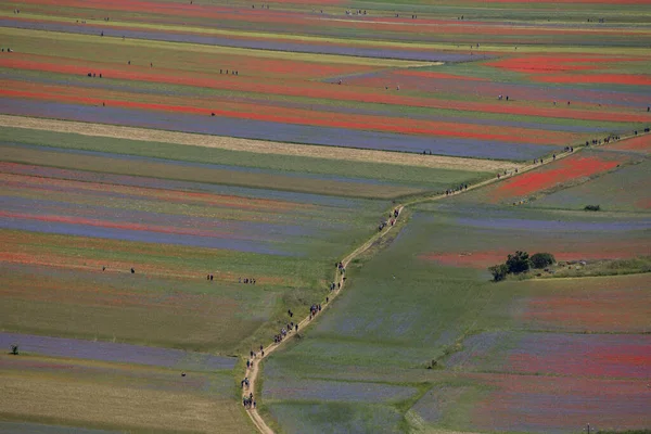 Castelluccio di Norcia, İtalya - Temmuz 2020: Çiçekli mercimek tarlaları arasında yürüyüş