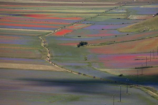Castelluccio di Norcia, İtalya - Temmuz 2020: Mercimeğin çiçek açması sırasındaki patika 