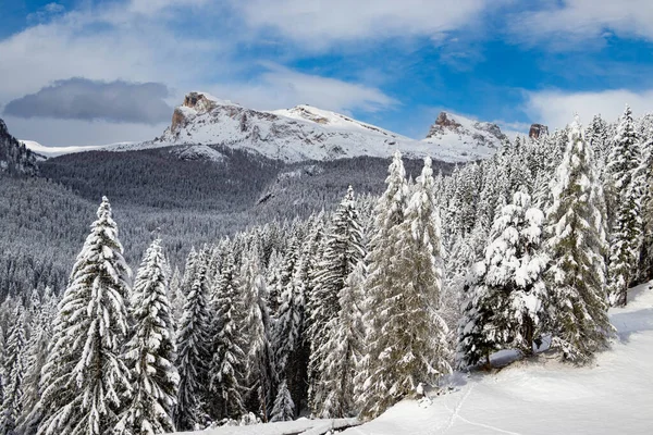 Cortina D 'Ampezzo, Dolomitler, İtalya yakınlarında beyaz karla kaplı ağaçlardan oluşan kış manzarası