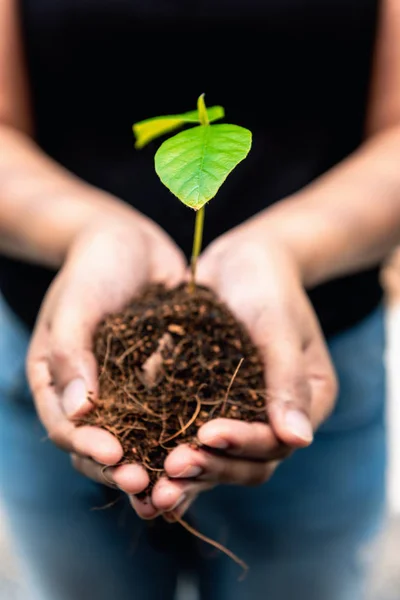 Safe the earth concept, Woman hands carrying seedling and a soils.