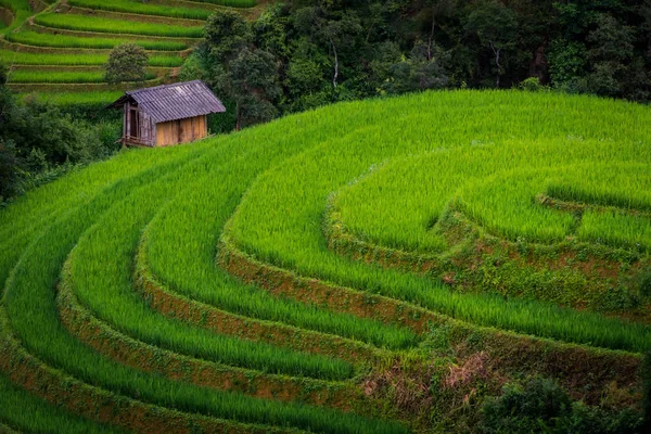 Пейзаж Рисовых Полей Терраса Дневном Свете Cang Chi Вьетнам — стоковое фото