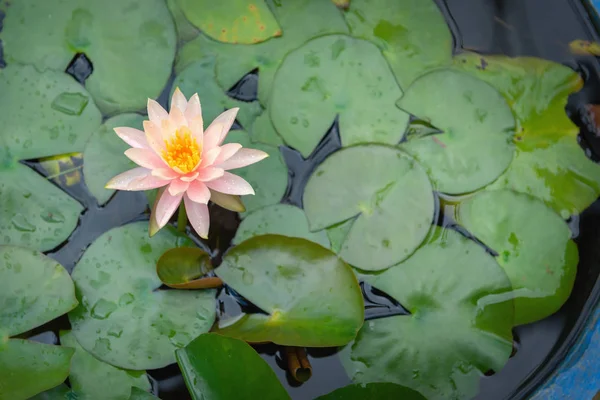 Lotusblume Wasserglas — Stockfoto