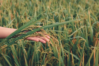 Yakın çekim Kadın eli çeltik pirinç pirinç tarlaları tutuyor.