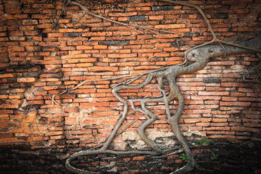 Arka plan ağaç kök ile bir Antik tuğla duvar.