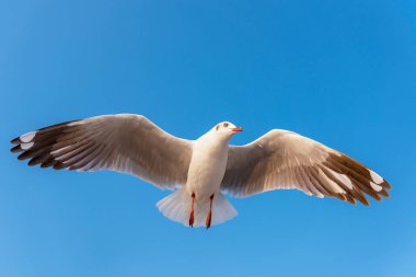 Martı Kuşu Akşam Gökyüzünde Uçuyor. Hayvan ve Wildlif
