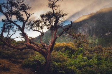 Doğal Peyzaj ve Tazelik Doğa Açık Sunrise Sahne, Kawah Ijen Milli Parkı Orman Tesisi.