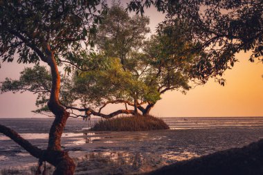 Yalnız ağaç günbatımı, deniz manzarası, peyzaj, ufuk ve plaj doğal toplayan deniz sahilinde silüeti.
