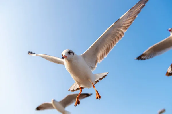 Multitud de aves gaviotas vuela en el cielo por la noche. Animales y vida silvestre . — Foto de Stock