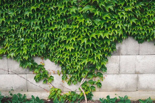 Home and Garden Decoration With Green Boston Ivy on Concrete Block Wall, Abstract Background. — Stock Photo, Image