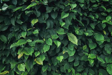 Doğal bitki yaprakları ve Evergreen Tree background, yeşil yaprak Plantation doku, soyut desen ve dekorasyon kavramı.