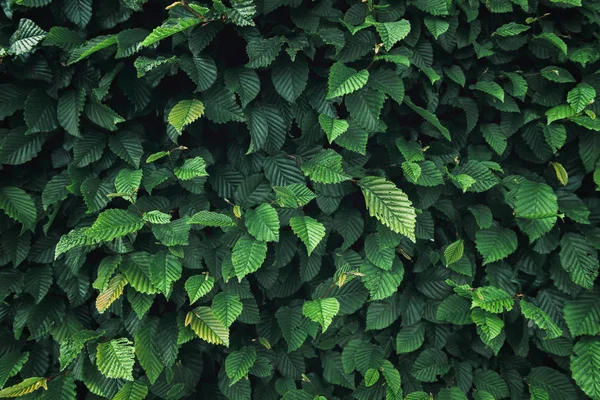 Hojas de plantas naturales y fondo de árbol perenne, textura de plantación de hojas verdes, patrón abstracto y concepto de decoración . —  Fotos de Stock