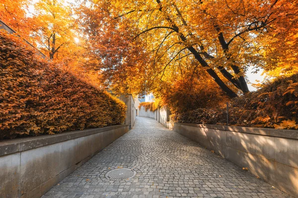 自然树和步行道在公园在秋天，美丽的风景景观户外花园树植物在秋季在瑞士苏黎世市。瑞士户外园艺绿色公园景观 — 图库照片