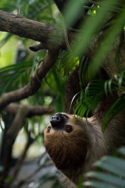 Büyük kahverengi üç - parmaklı bir dalı orman üzerinde tırmanma tembellik, dikey, parlak yeşil ormanlarda. Sıcak güneşli yaz günü. Milli park Tayland.