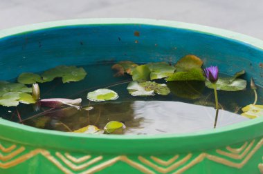 Yüzeyi iyi pembe lotus ile. Tayland Milli Parkı.