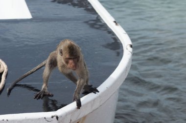 Monkey Island, Tayland bach tekneyle maymunlar yanıyor