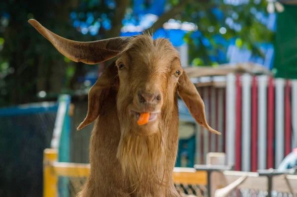 Keçi Tayland Ulusal Park Çim Besleme Ile Keçilere Vermek — Stok fotoğraf