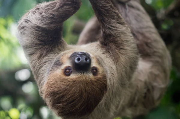 Büyük kahverengi üç - parmaklı bir dalı orman üzerinde tırmanma tembellik, dikey, parlak yeşil ormanlarda. Sıcak güneşli yaz günü. Milli park Tayland.