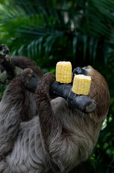 Grande Preguiça Marrom Três Dedos Subindo Ramo Selva Selvas Verdes — Fotografia de Stock