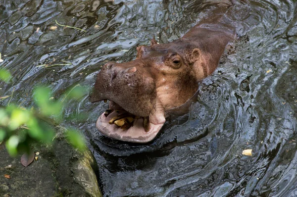 Hippopotame Dans Eau Zoo — Photo