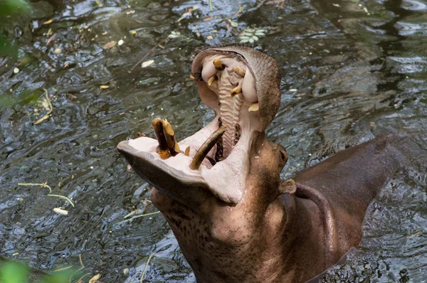Flodhäst Vattnet Med Öppen Nattfjärilar Ber Mat Zoo — Stockfoto