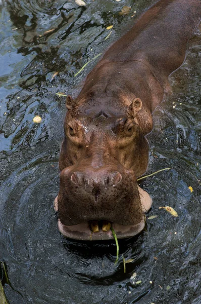 Hipopotam Wodzie Zoo — Zdjęcie stockowe