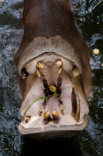 Flusspferd Wasser Mit Offenen Motten Die Zoo Nach Futter Fragen — Stockfoto