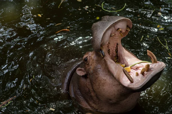 Hippopotame Dans Eau Avec Des Papillons Nuit Ouverts Demandant Nourriture — Photo