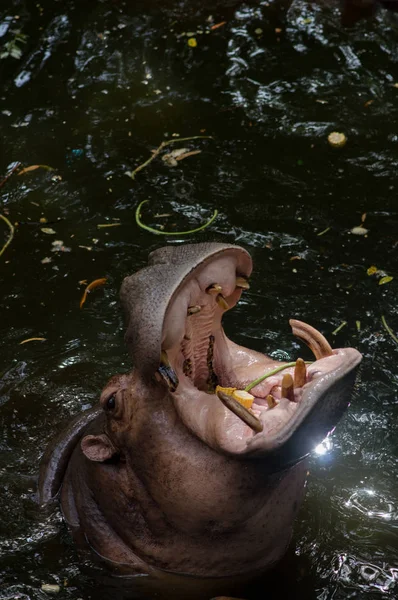Flusspferd Wasser Mit Offenen Motten Die Zoo Nach Futter Fragen — Stockfoto