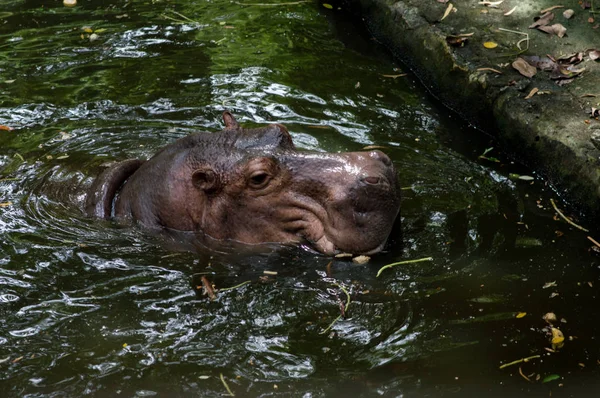 Víziló Vízben Állatkertben — Stock Fotó