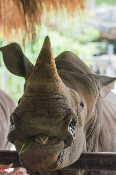 Porträtt Rhino Med Gräs Munnen Solig Sommar Dag Vertikal Zoo — Stockfoto