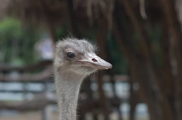 Portrait Ostrich Close Summer Sunny Day Vertical Thailand Zoo — Stock Photo, Image