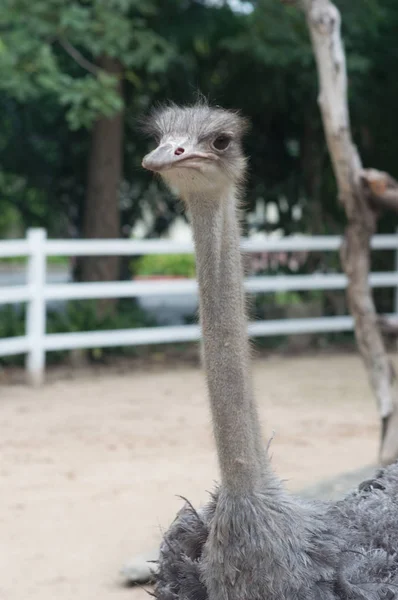Portrait Ostrich Close Summer Sunny Day Vertical Thailand Zoo — Stock Photo, Image
